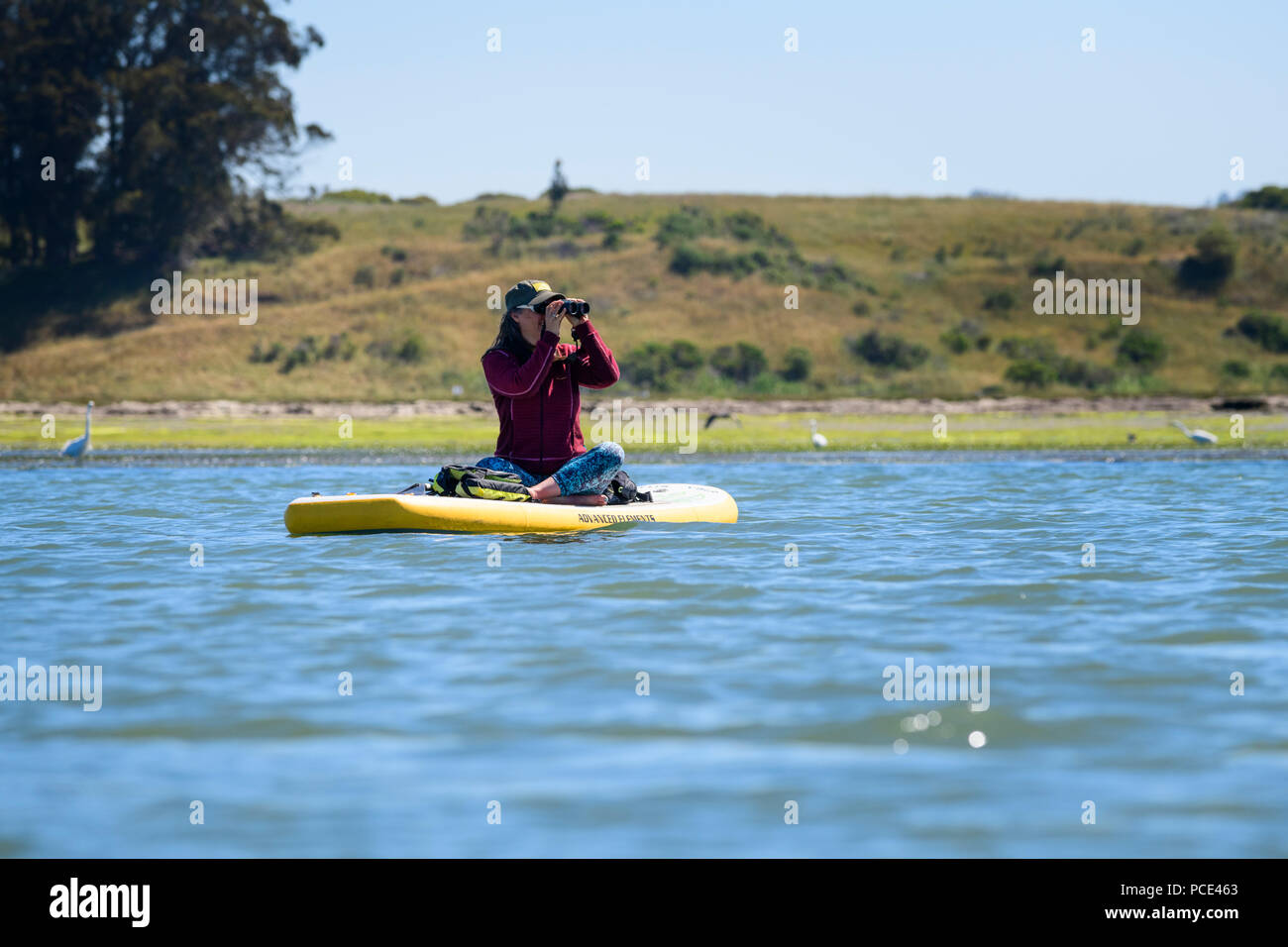 A woman watches the birds from her paddle board in the Elkhorn Slough at Moss Landing, California in the spring. Stock Photo