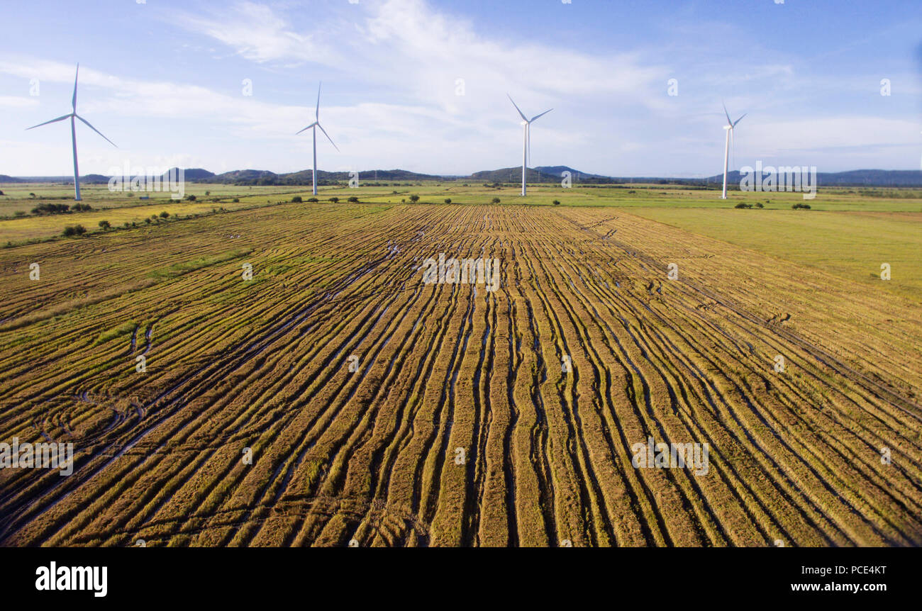 Aerial view of a harvested rice field near a wind turbine farm Stock Photo
