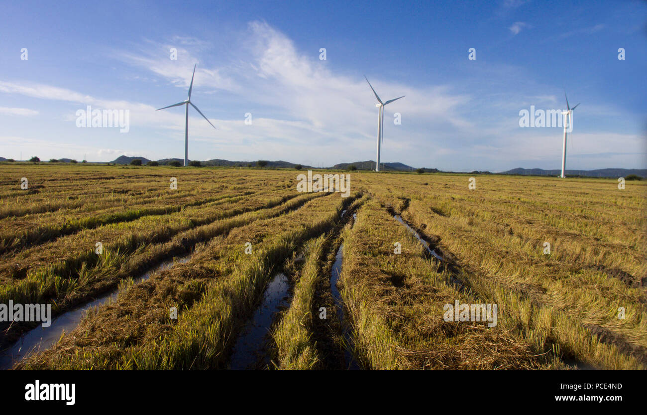Aerial view of a harvested rice field near a wind turbine farm Stock Photo