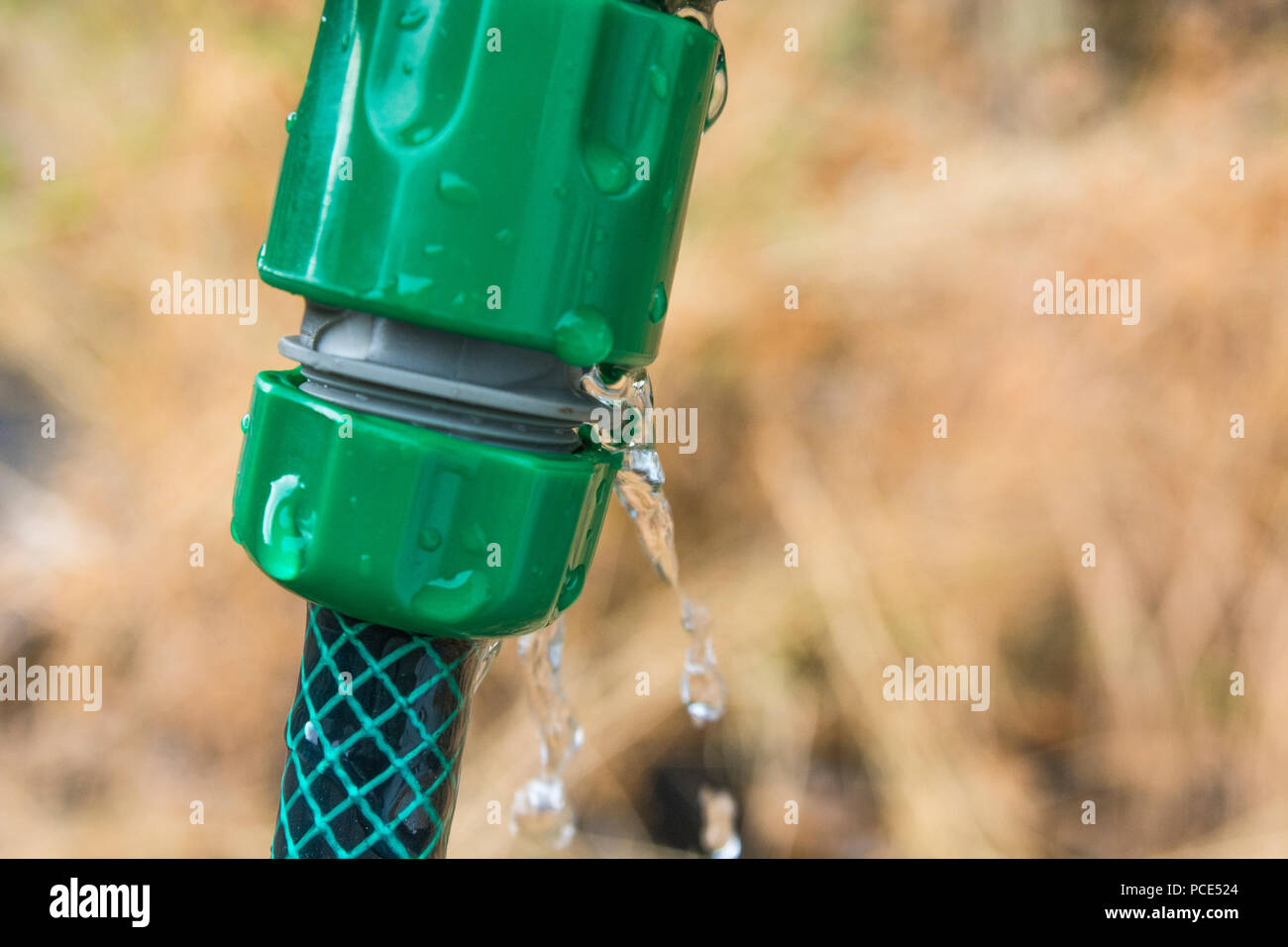 Leaking garden hosepipe spray gun hose - as metaphor for 2018 heatwave and UK drought, and hosepipe ban. Stock Photo