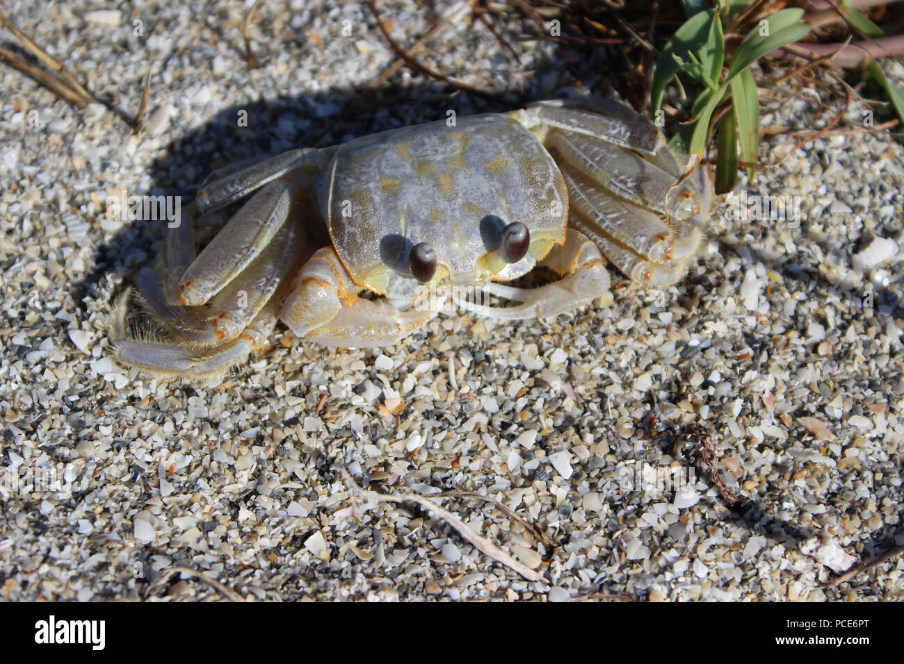Little crab hiding on the beach at Fort De Soto Park, St. Petersburg, Pinellas County, Florida, US Stock Photo