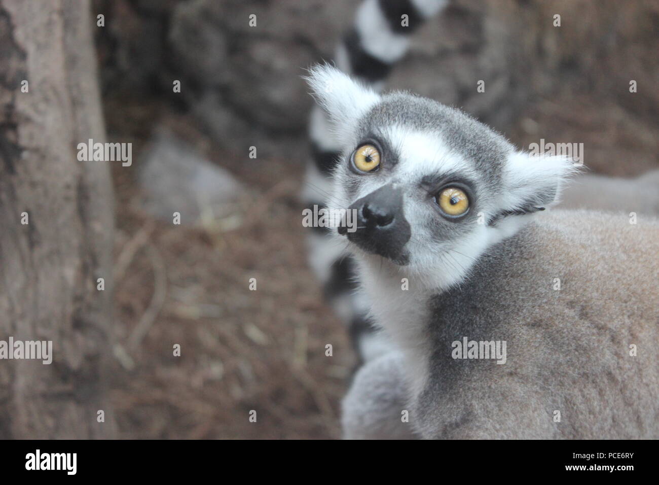 Madagascar Lemur Stock Photo