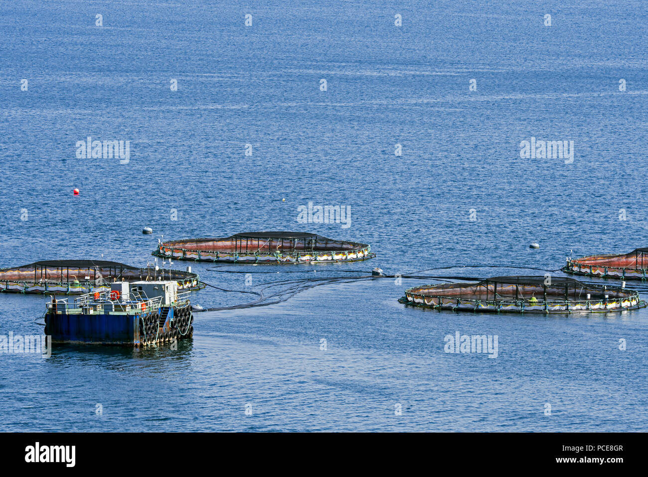 Aquaculture installation / sea cages / sea pens / fish cages at salmon farm in Laxo Voe, Vidlin on the Mainland, Shetland Islands, Scotland, UK Stock Photo