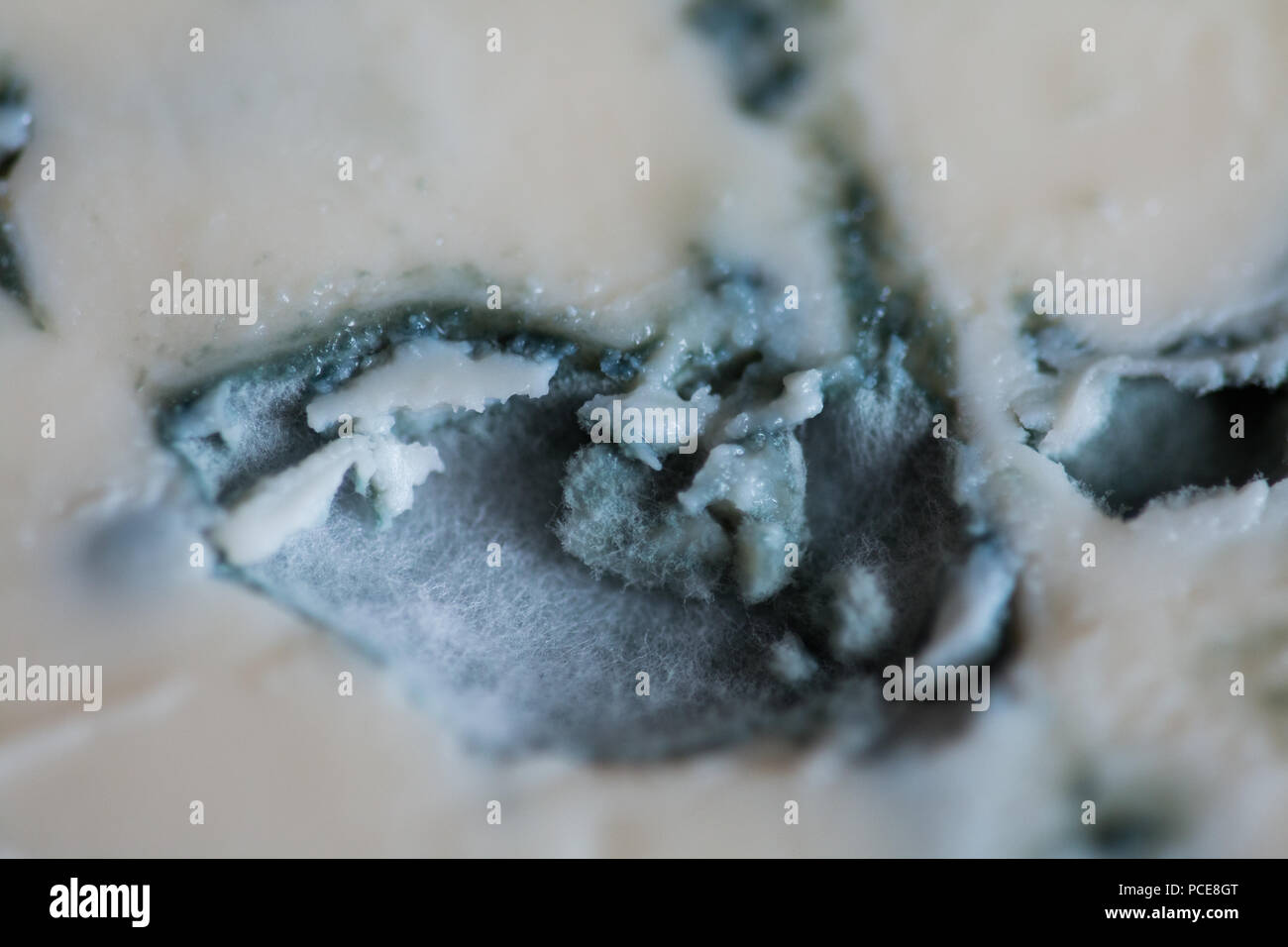 Close-up view of French froume d'Ambert blue cheese Stock Photo
