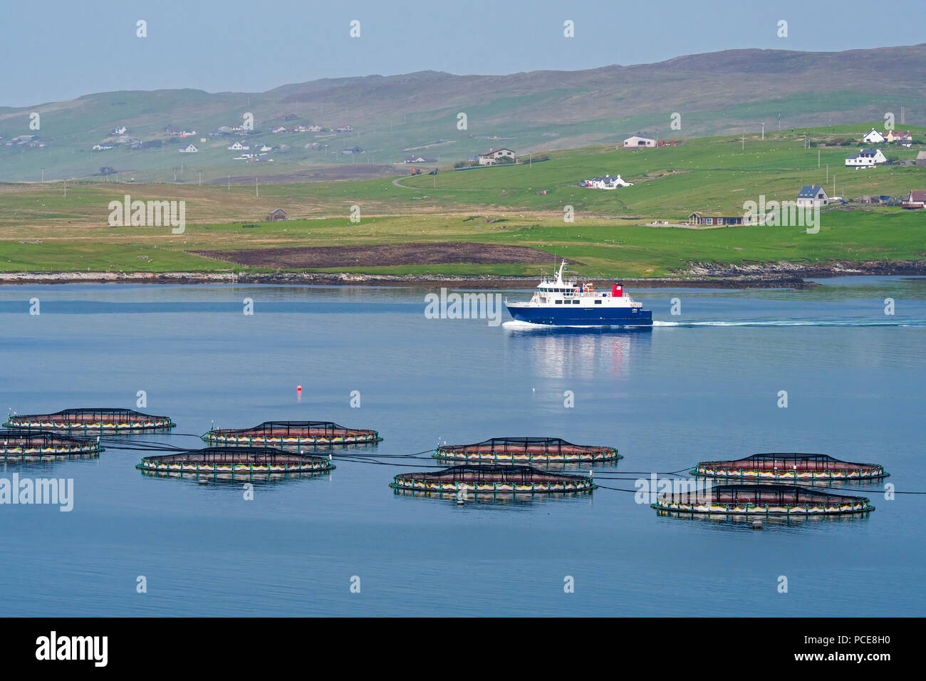 Ferry boat Linga sailing past sea cages / sea pens / fish cages from salmon farm in Laxo Voe, Vidlin on the Mainland, Shetland Islands, Scotland, UK Stock Photo