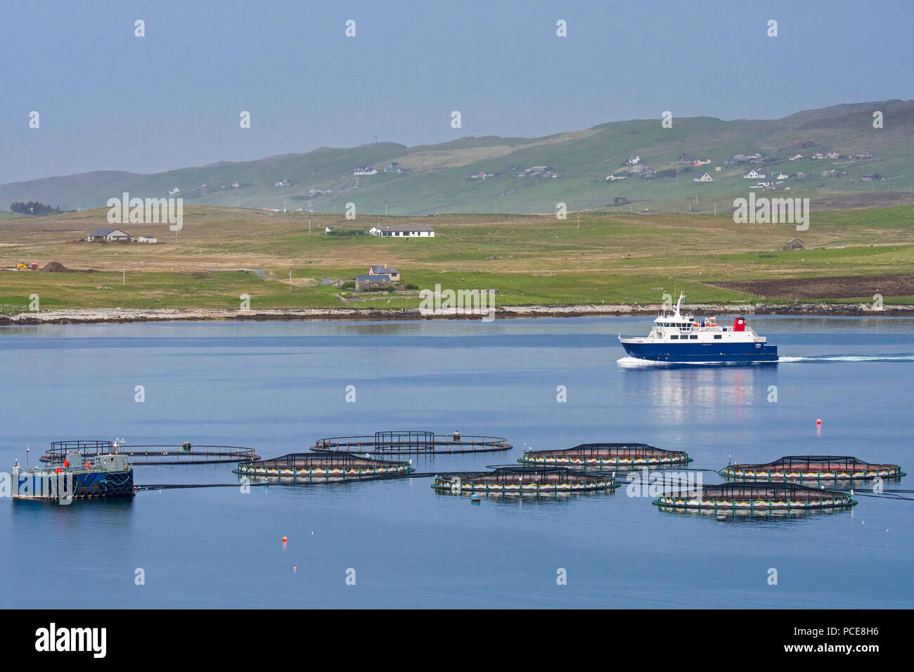 Ferry boat Linga sailing past sea cages / sea pens / fish cages from salmon farm in Laxo Voe, Vidlin on the Mainland, Shetland Islands, Scotland, UK Stock Photo