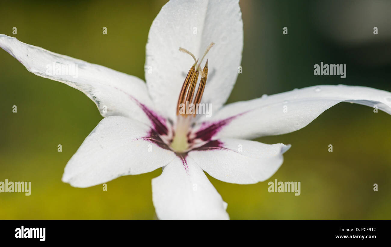A macro shot of an acidanthera bloom. Stock Photo
