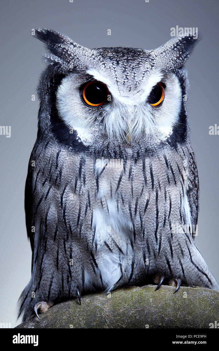 Studio portrait of a northern white faced owl (Ptilopsis leucotis) sanding on a branch Stock Photo