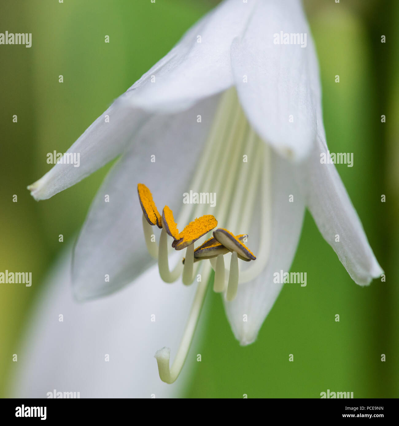 A macro shot of a white hosta bloom. Stock Photo