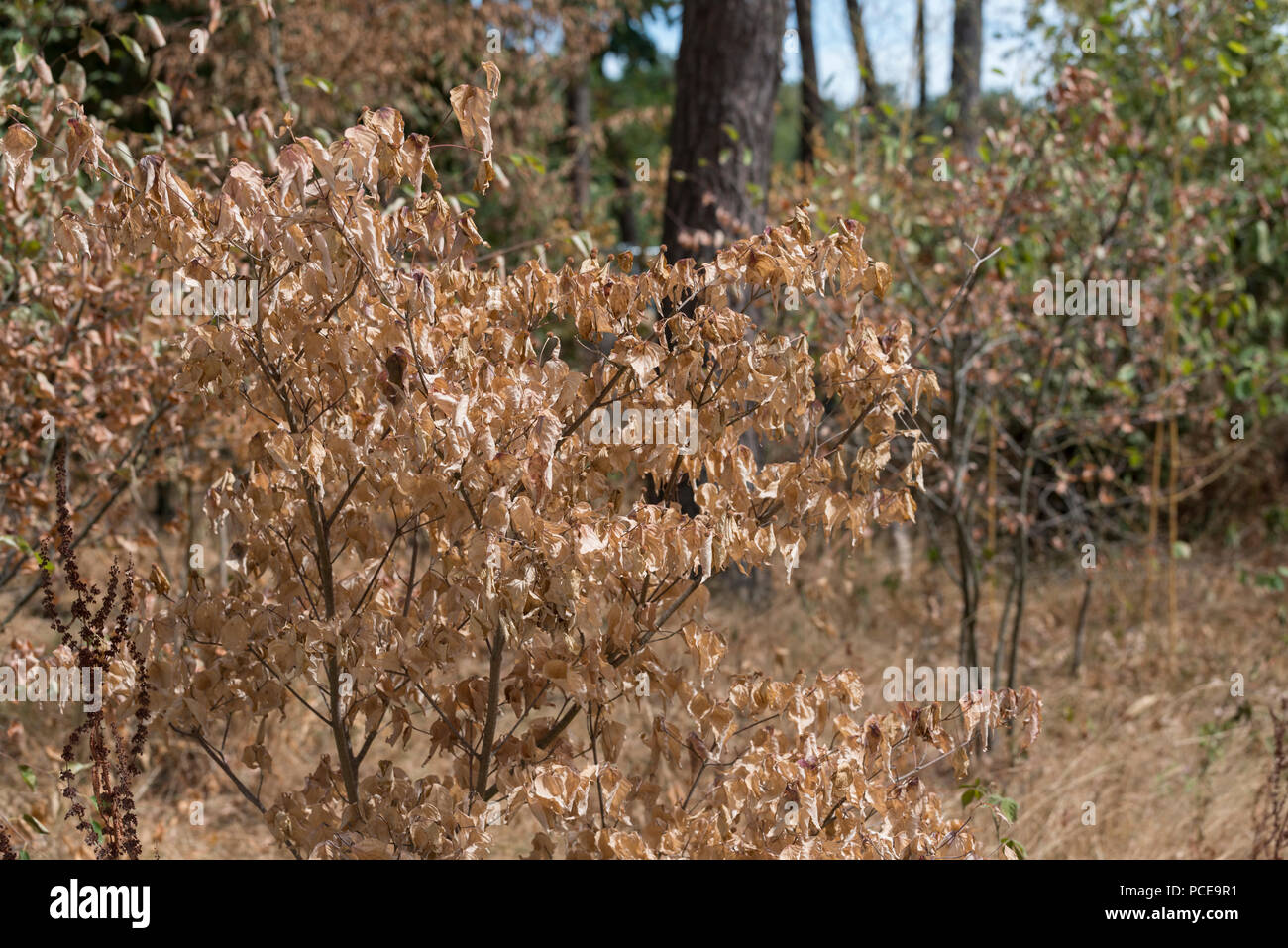 shrubs lose all the leaves in July by the huge drying of this summer