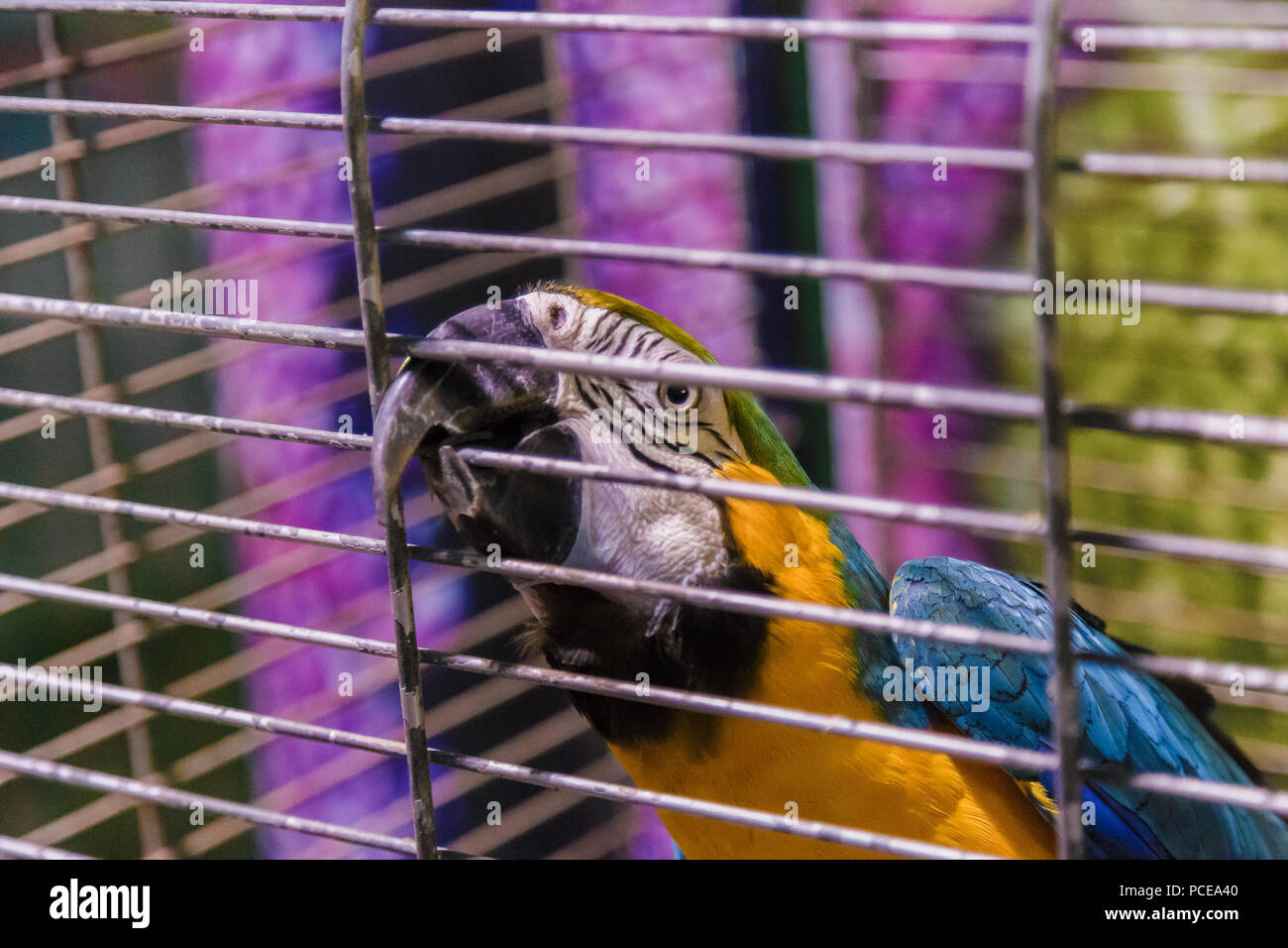 Big Colorful Parrot In The White Cage Stock Photo Photo Inspiration