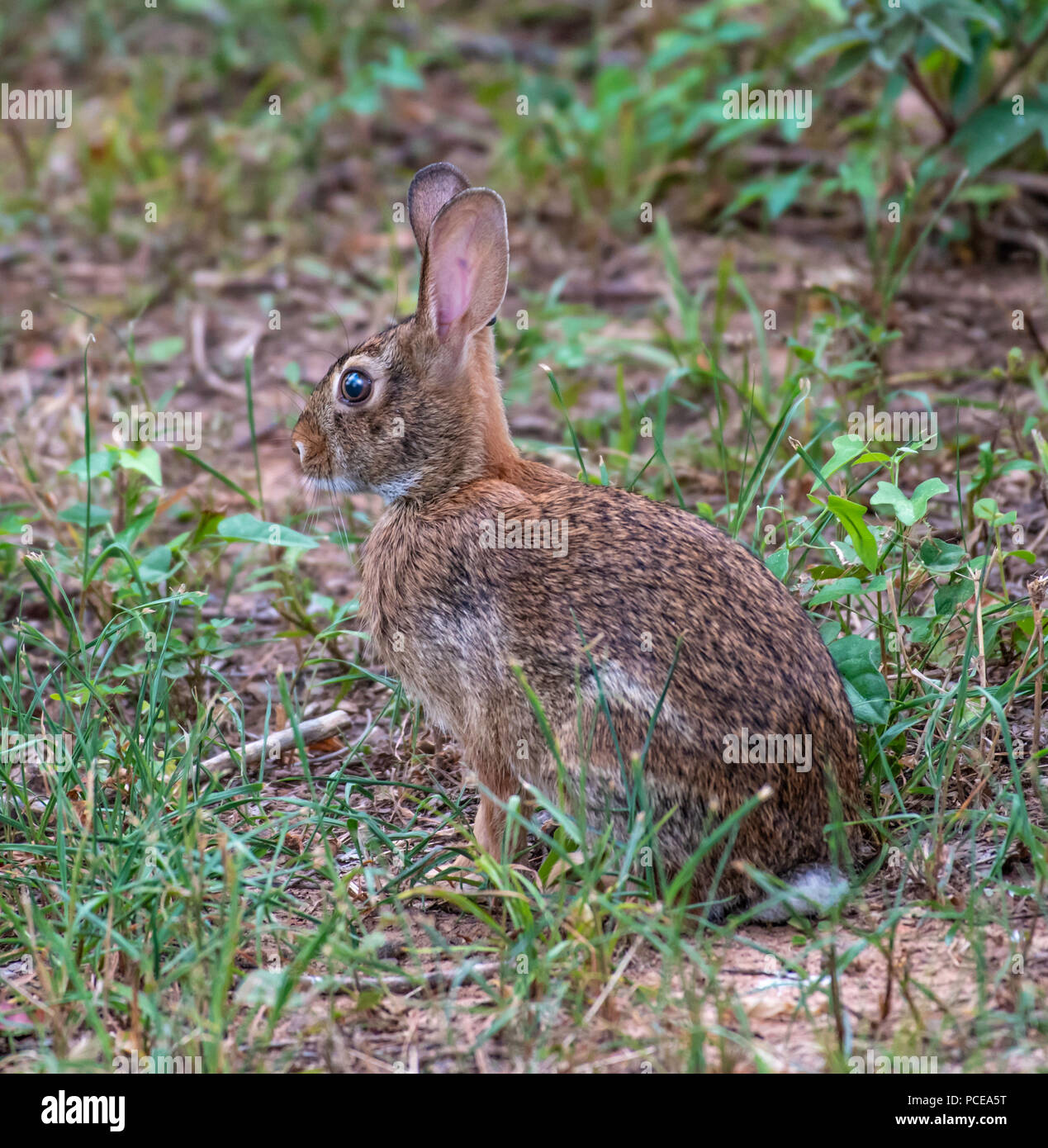 Sylvilagus floridanus hires stock photography and images Alamy