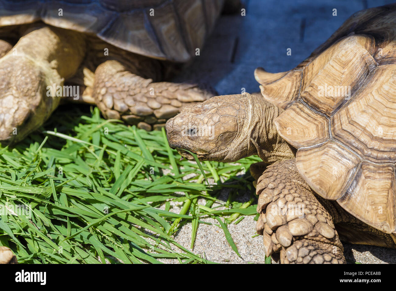Radiated tortoise eating Grape leaves in the garden, Portrait of radiated tortoise,The radiated