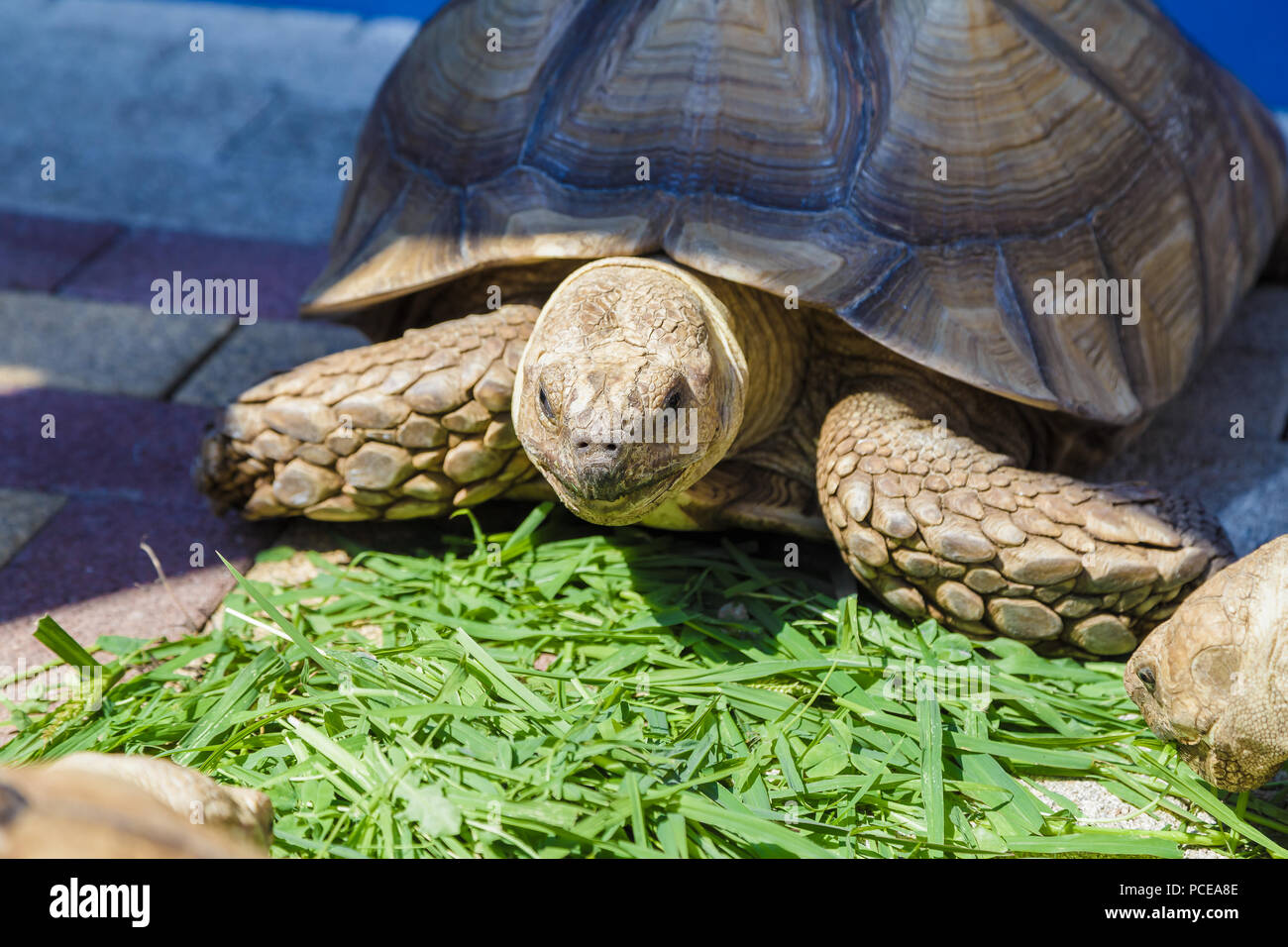 Radiated tortoise eating Grape leaves in the garden, Portrait of