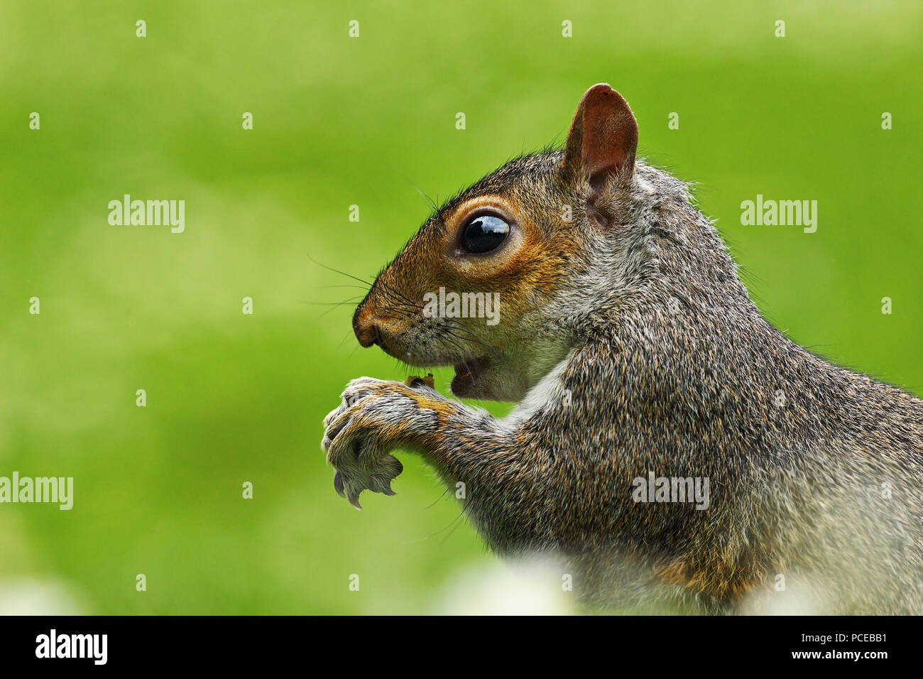 close up of hungry gray squirrel ( Sciurus carolinensis ) over green out of focus background Stock Photo