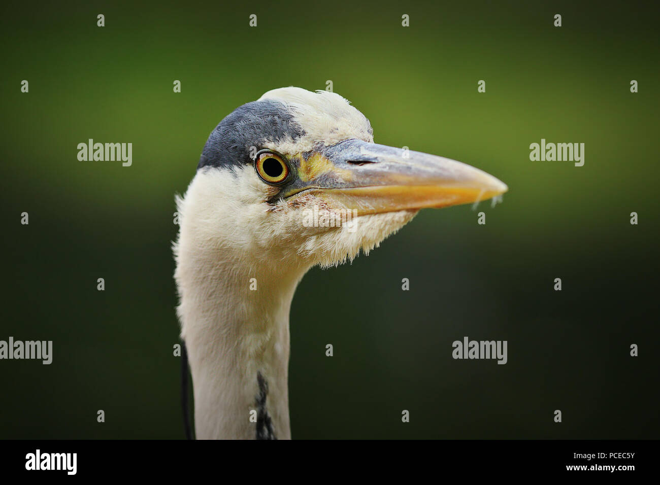 grey heron head over green out of focus background ( Ardea cinerea ) Stock Photo