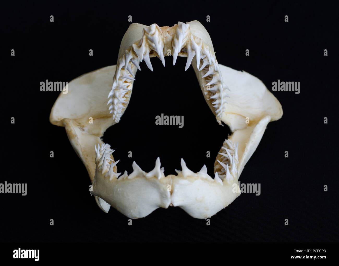 Shark jaw bone hi-res stock photography and images - Alamy