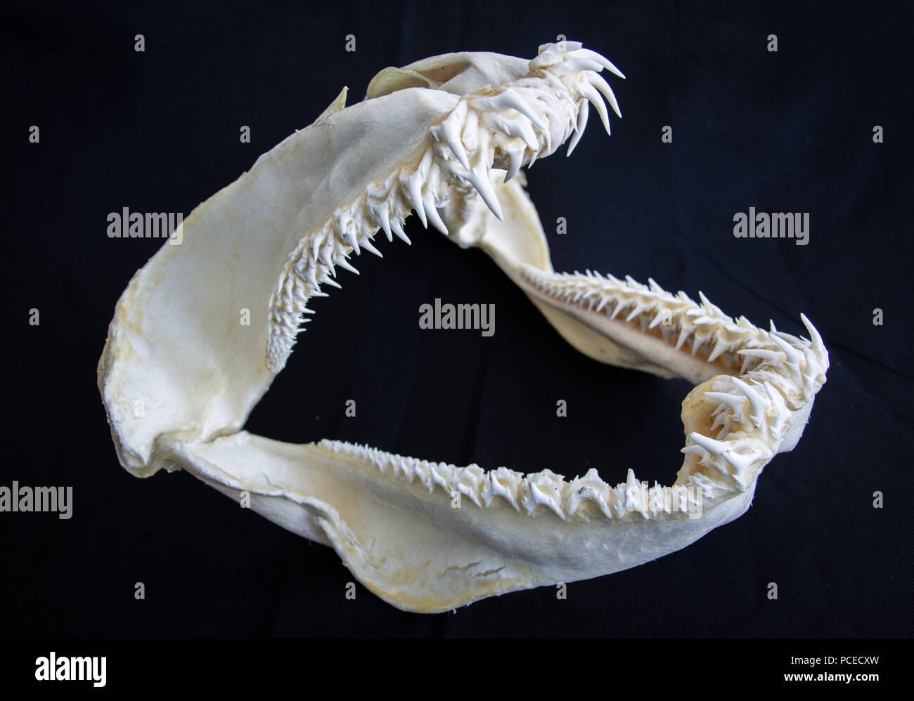 Shark Mouth Bone