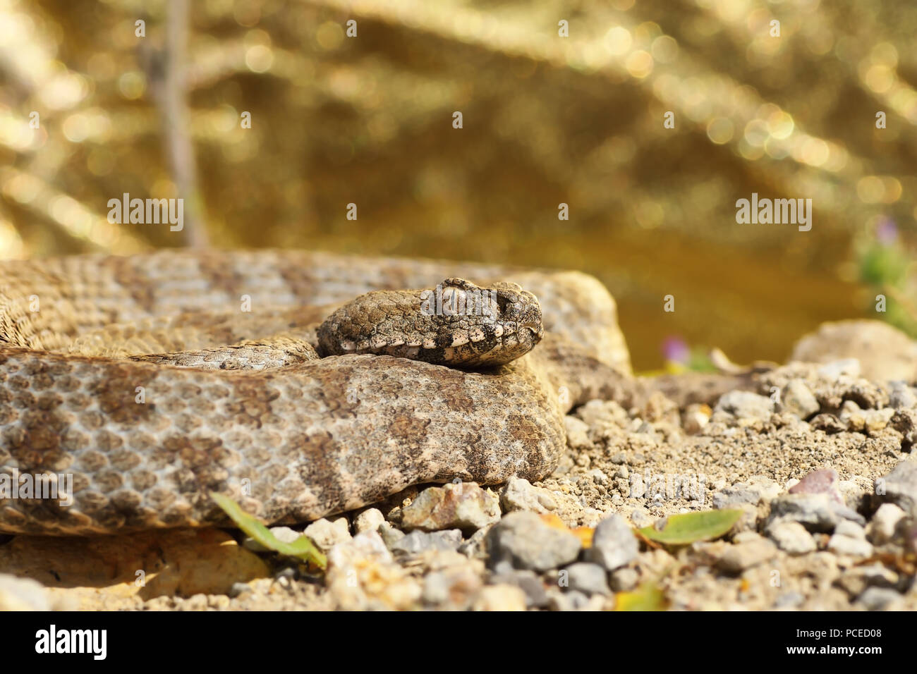 rarest european viper, blunt nosed viper from Milos island ( Macrovipera lebetina schweizeri ) Stock Photo