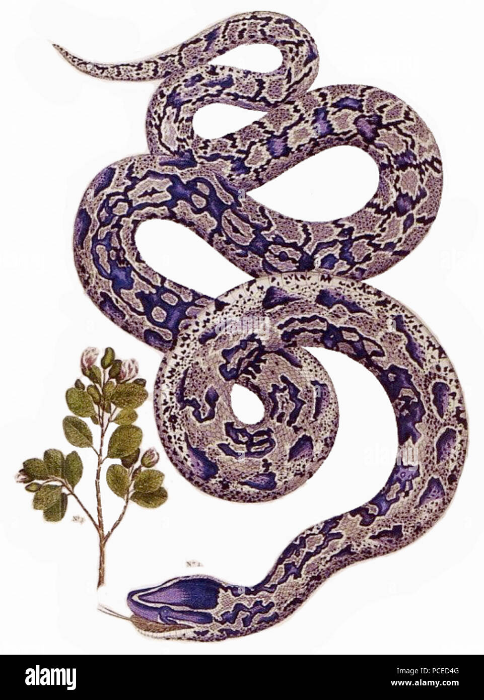 32 Albertus Seba Python sebae Stock Photo