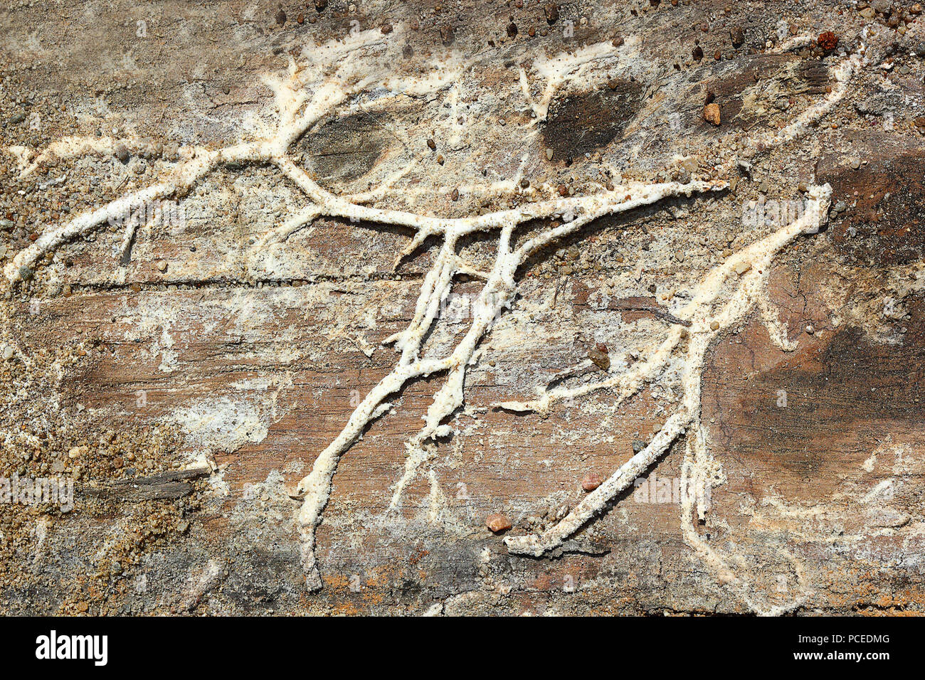 Serpula lacrymans ( dry rot ) rizomorphs on wood; this is the most