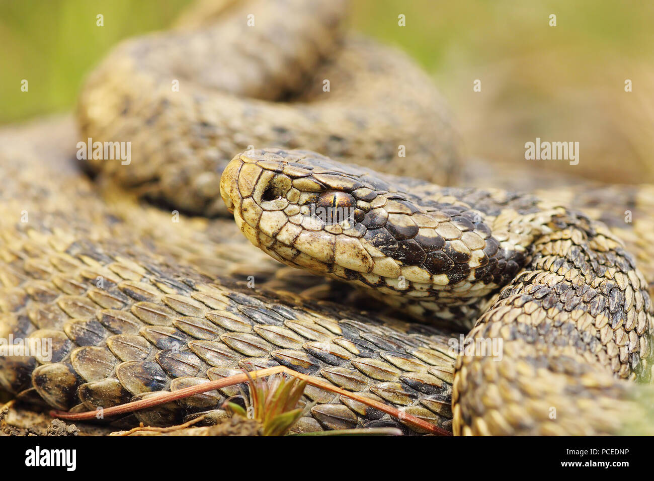 the rare meadow viper, closeup ( Vipera ursinii rakosiensis, portrait of animal in the wild ) Stock Photo