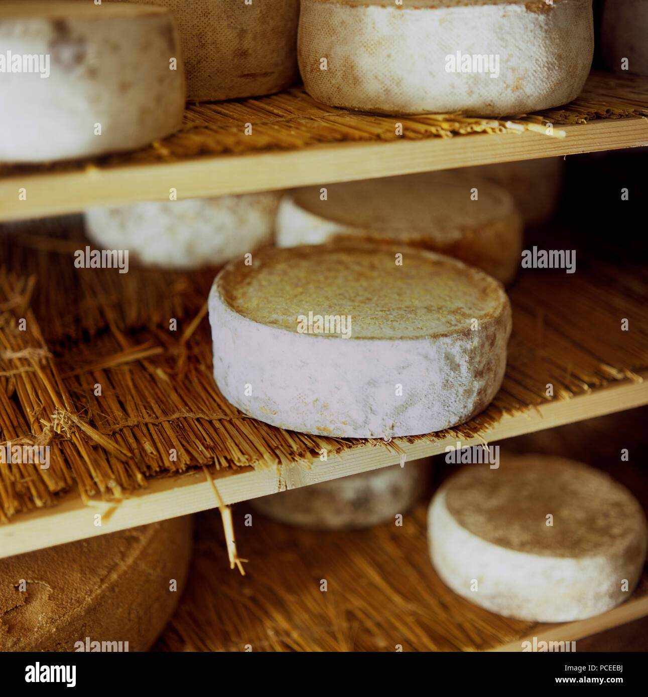 Cheese-Making Process