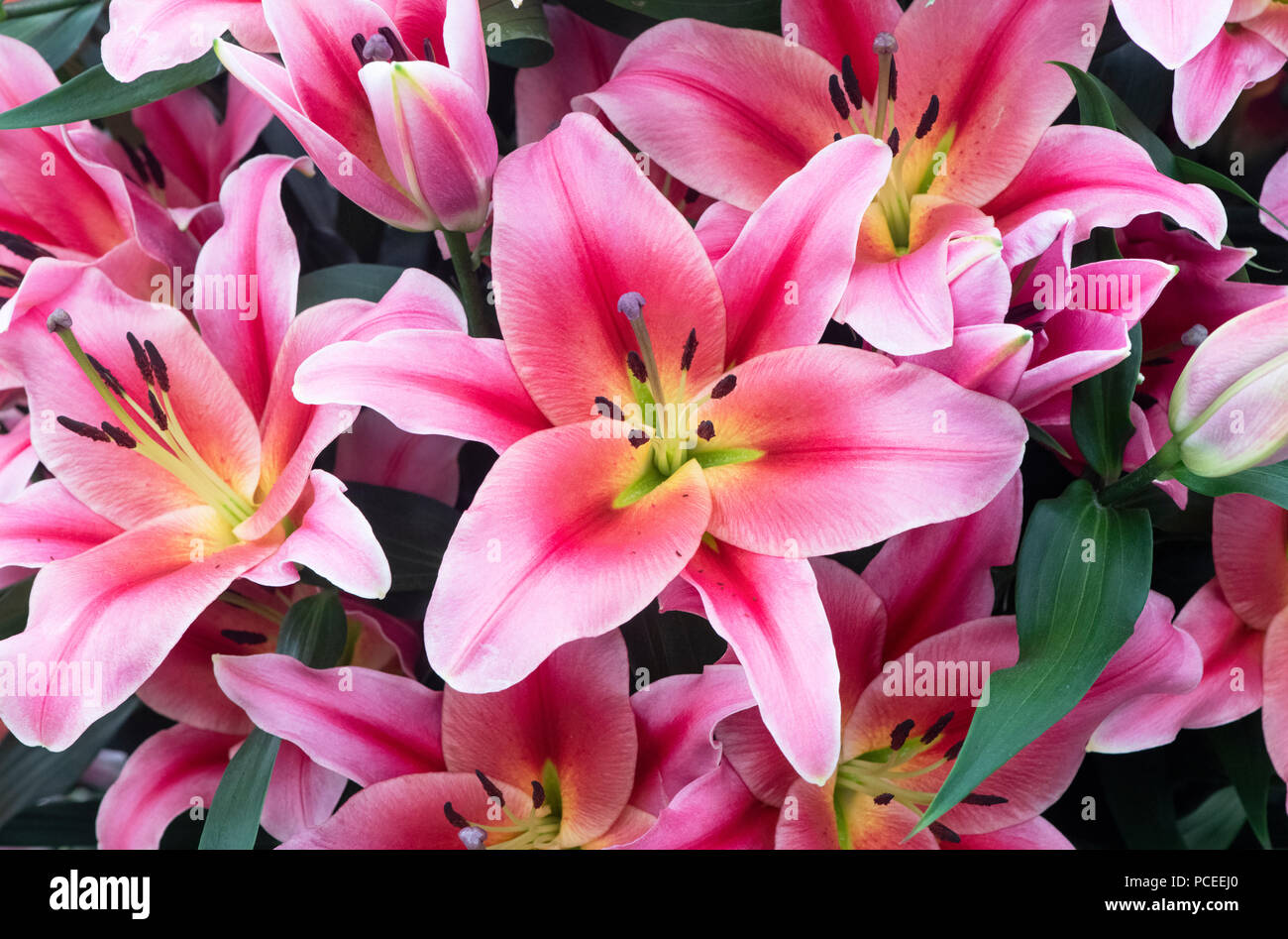 Lilium oriental ‘Muscat ’ .   Oriental Lily ‘Muscat  ’ on a flower show display. UK Stock Photo