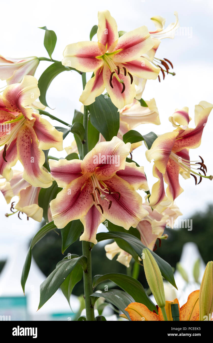Lilium oriental ‘Trumpet holland's beauty ’ .   Oriental Lily ‘Trumpet holland's beauty ’ on a flower show display. UK Stock Photo