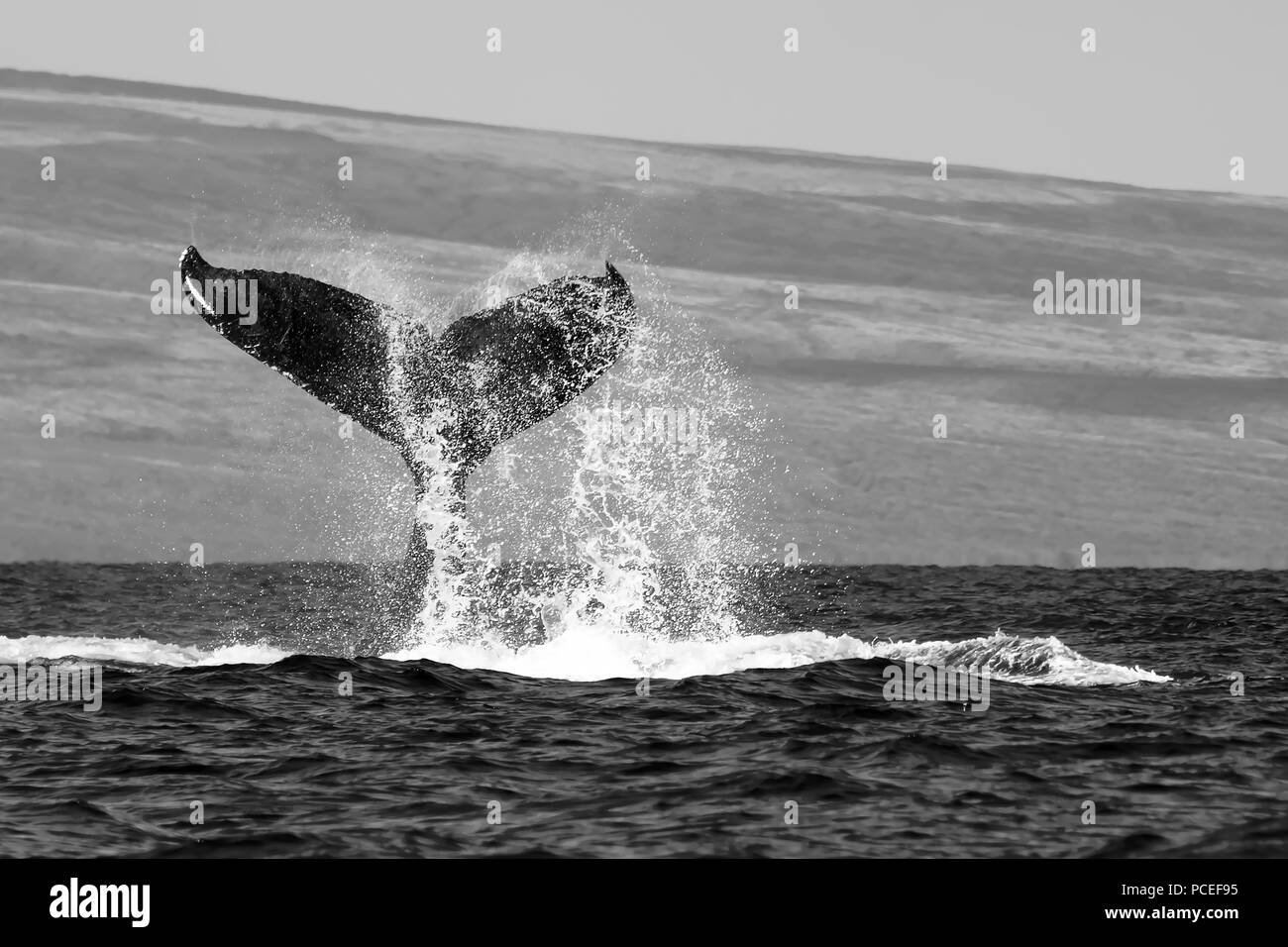 Black and White Whale Tail Close Up with Large Splash Stock Photo