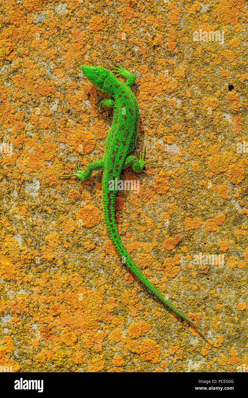Bright green lizard on orange stone background Stock Photo