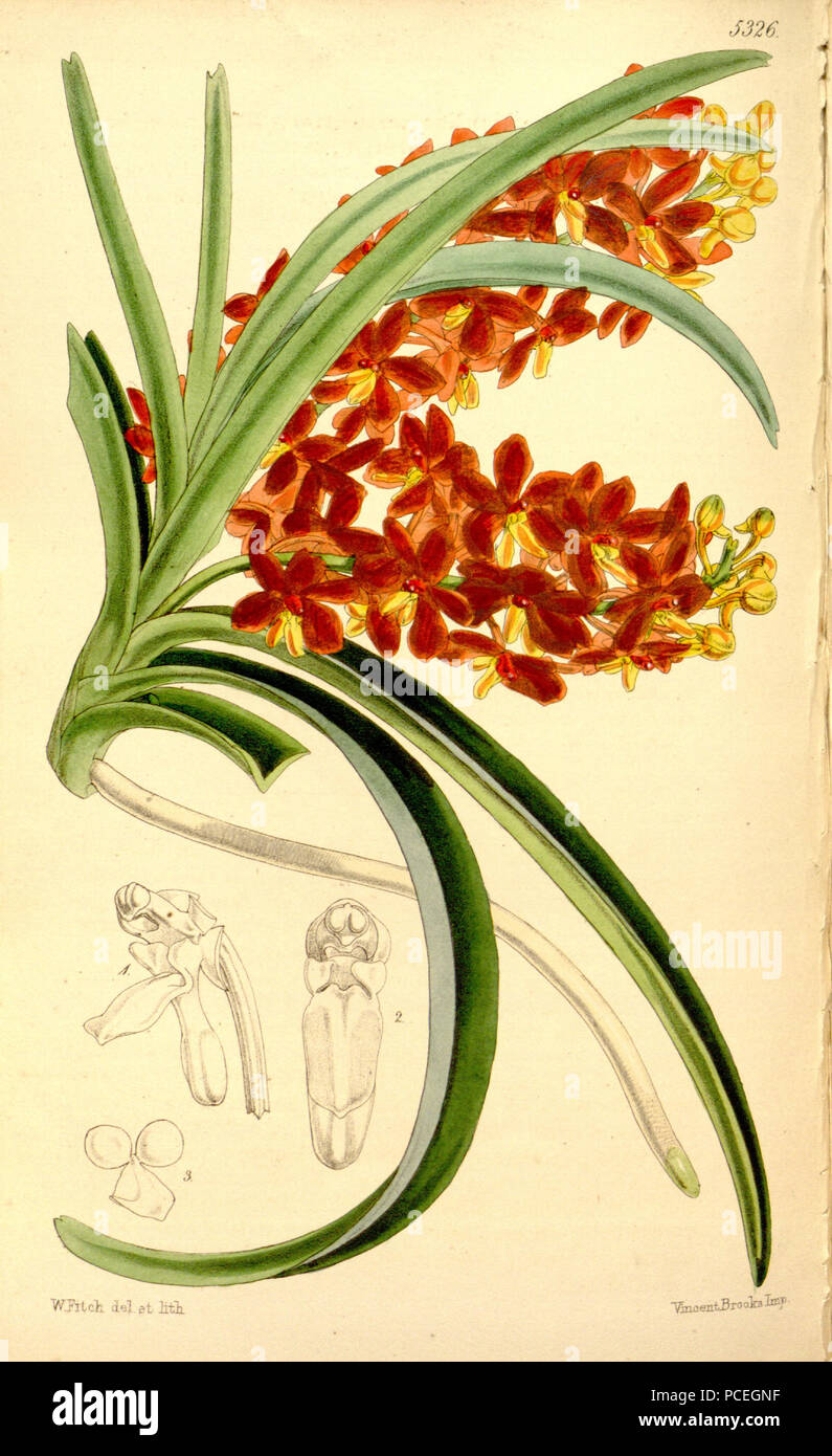 59 Ascocentrum curvifolium (as Saccolabium miniatum) - Curtis' 88 (Ser. 3 no. 18) pl. 5326 (1862) Stock Photo