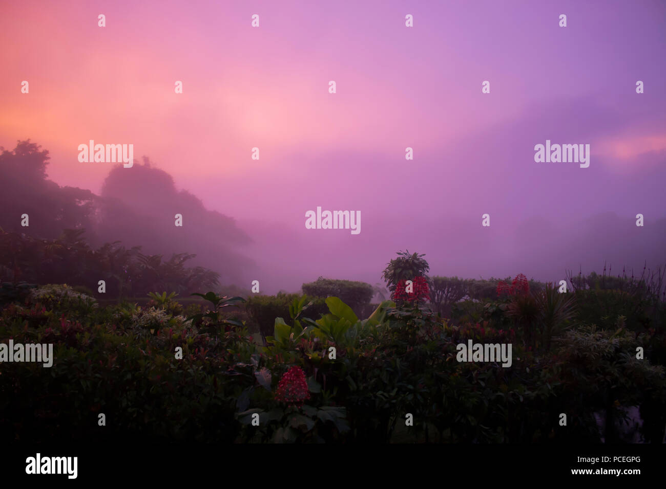 Pink and Purple Sunrise Through Mist in Jungle Stock Photo