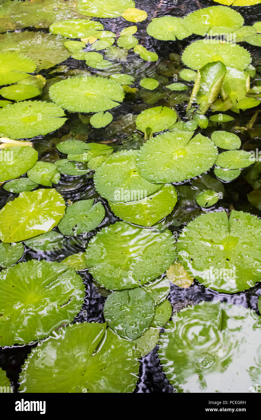 Vertical Dark Pond Filled with Green Lily Pads Stock Photo