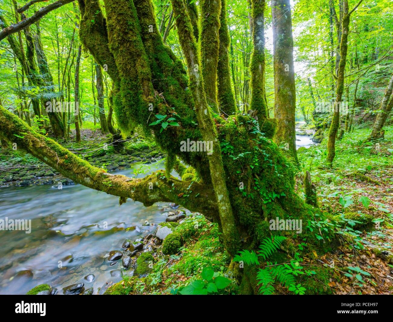 Green woodland nature Stock Photo Alamy
