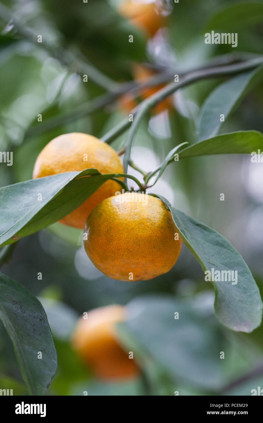 Citrus reticulata 'Okitsu' fruit. Stock Photo