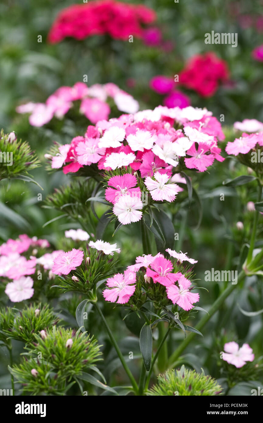 Dianthus barbatus Amazon Mix. Sweet William flowers. Stock Photo