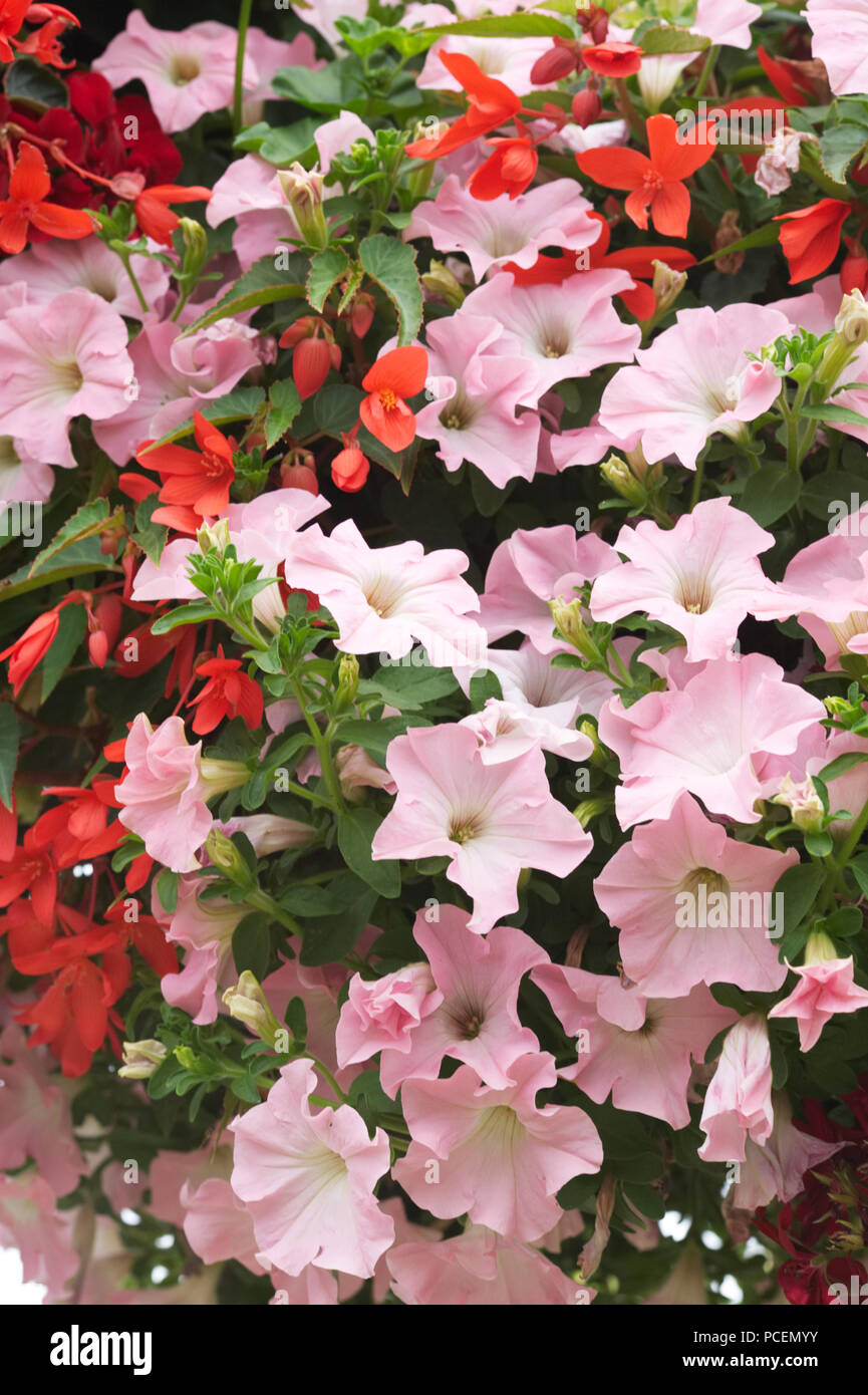 Petunias and Begonias. Stock Photo