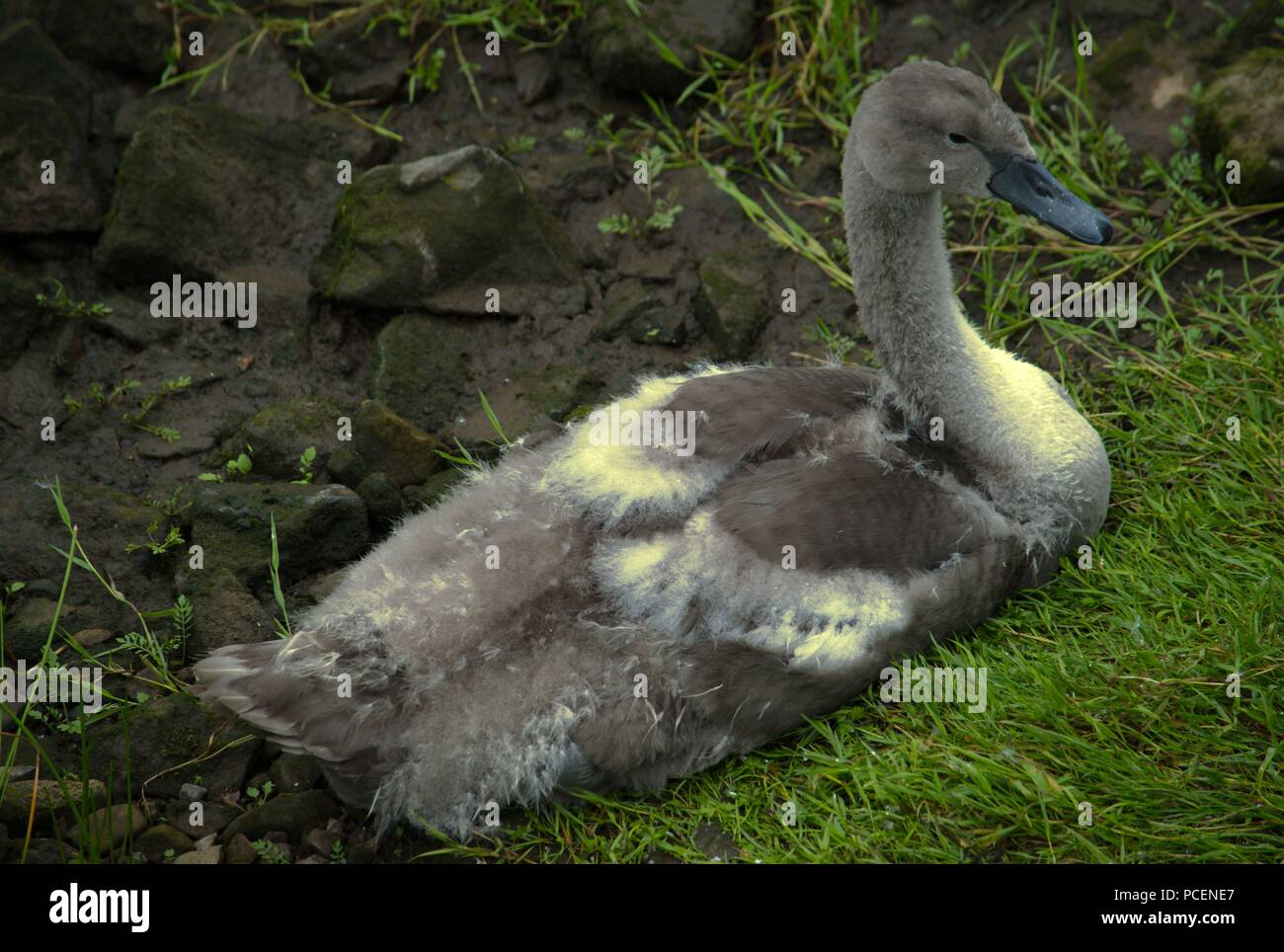 Ugly Duckling High Resolution Stock Photography and Images Alamy