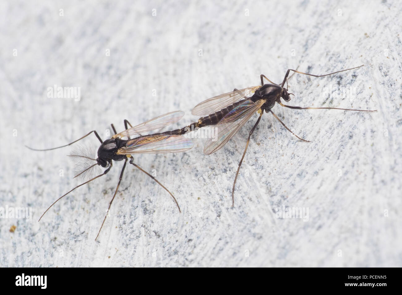 Mating Chironomid or non-biting Midges on wall. Tipperary, Ireland Stock Photo
