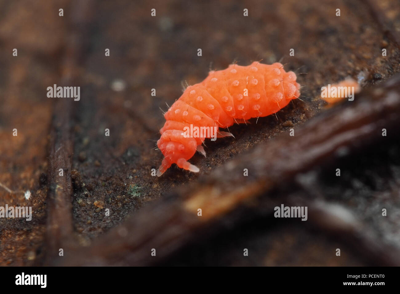Springtail on leaf litter in woodland. Tipperary, Ireland Stock Photo