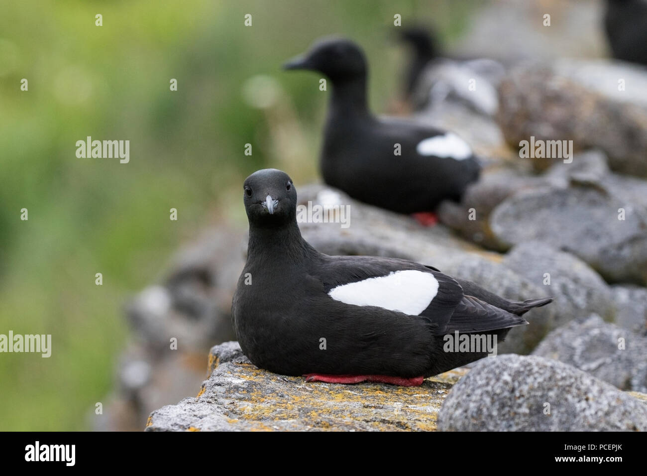 Black Guillemot Cepphus Grylle Adult Bird Resting On Rock On Beach black-guillemot-cepphus-grylle-adult-bird-resting-on-rock-on-beach