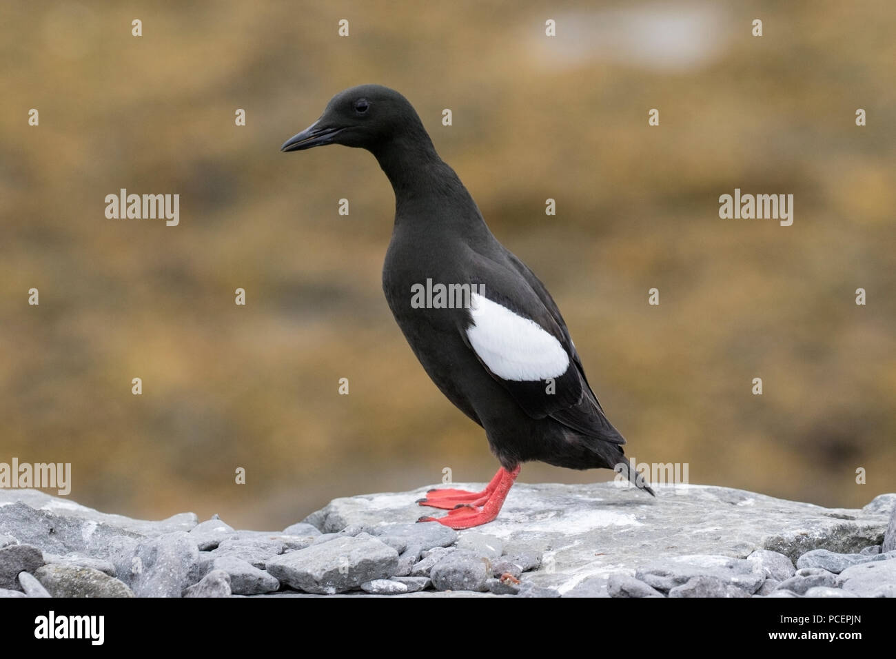 Black Guillemot Cepphus Grylle Adult Bird Resting On Rock On Beach black-guillemot-cepphus-grylle-adult-bird-resting-on-rock-on-beach