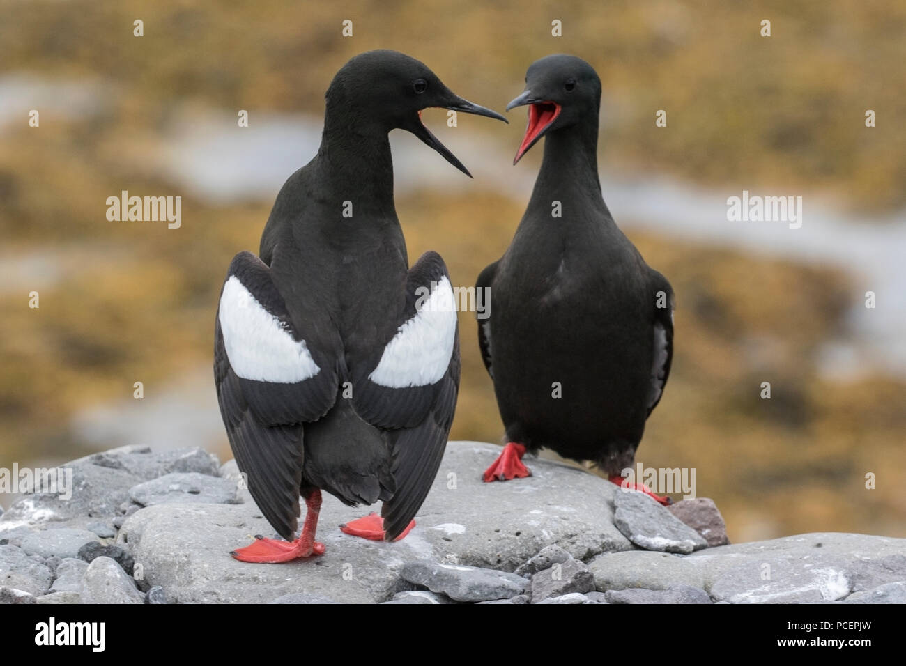 black guillemot (Cepphus grylle) adult  bird resting on rock on beach, Vigur Island, Iceland Stock Photo