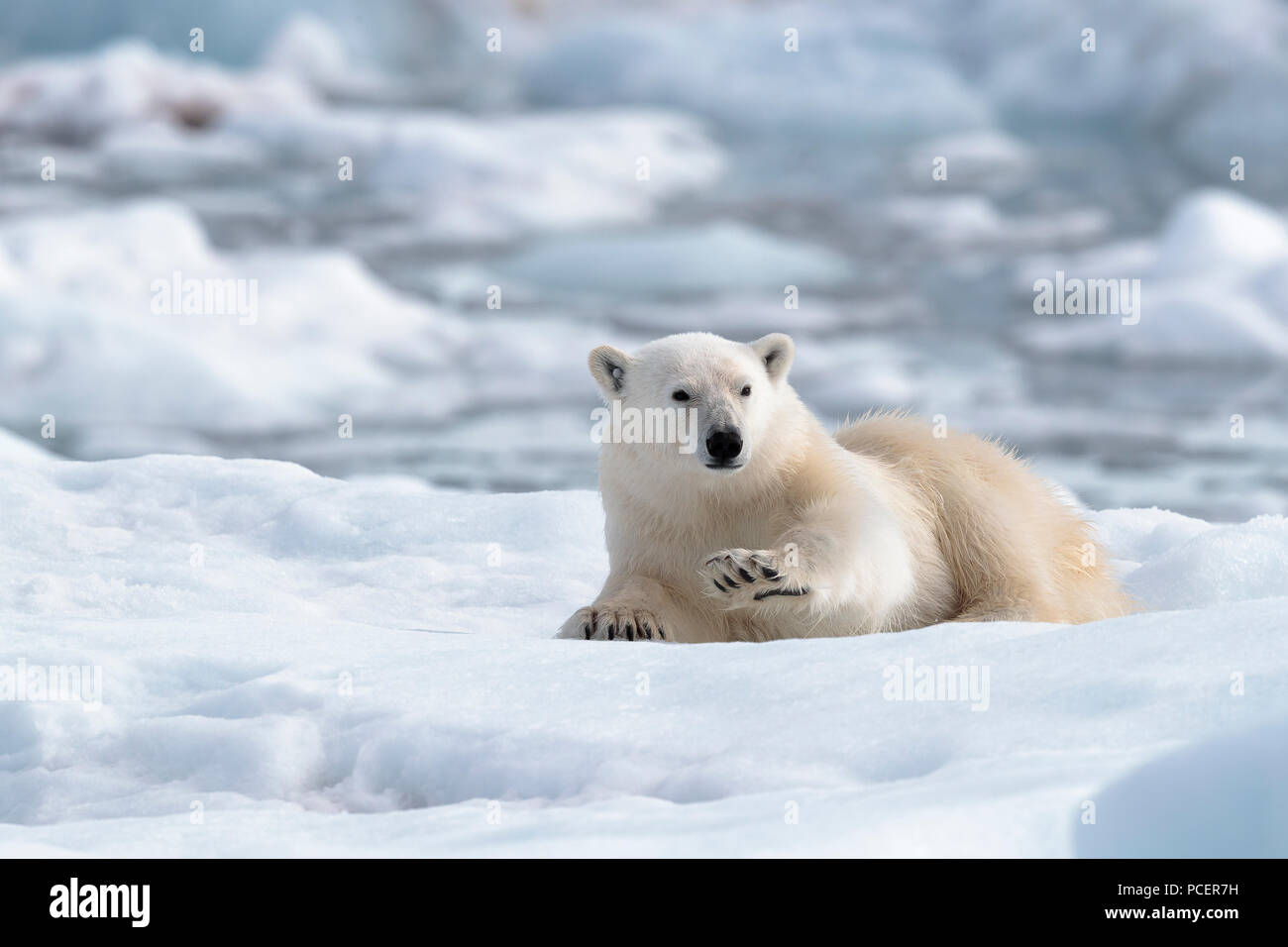 Polar bear in Svalbard Stock Photo - Alamy