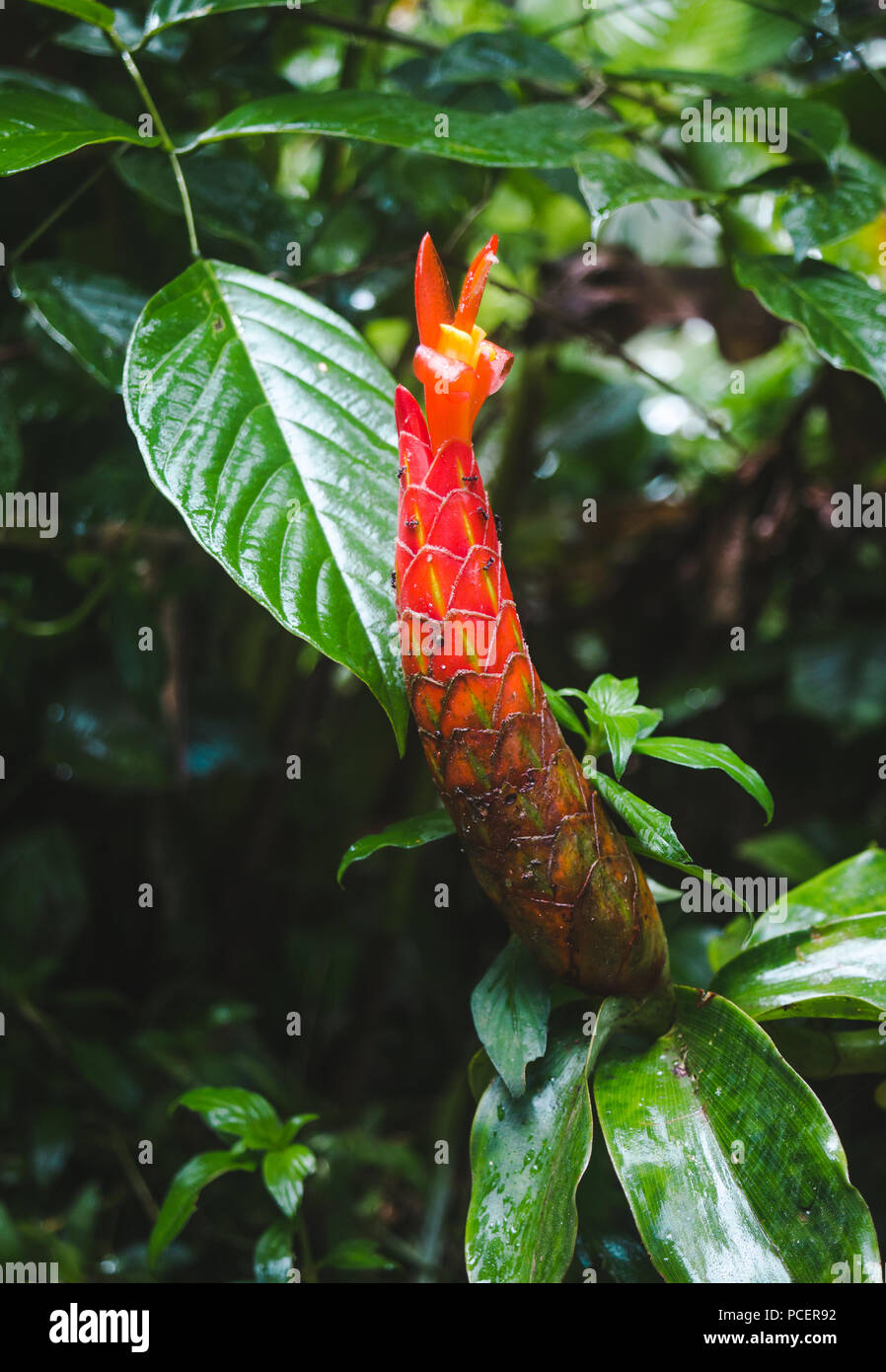 Closed long red ginger flower beginning to bloom and covered in ants in the rainforest of Costa Rica Stock Photo