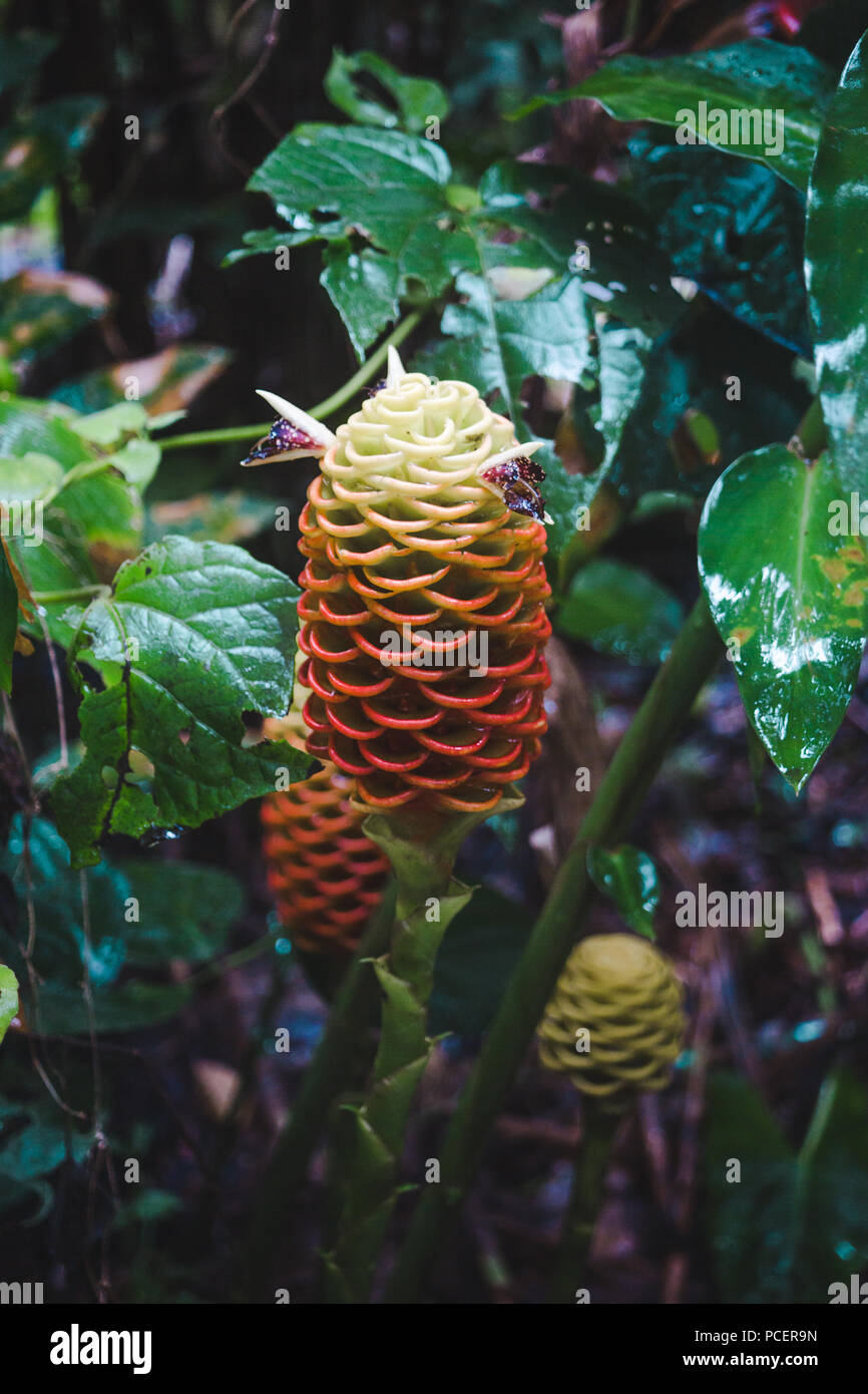 Red Pinecone Ginger flower growing in a rainforest in Costa Rica Stock