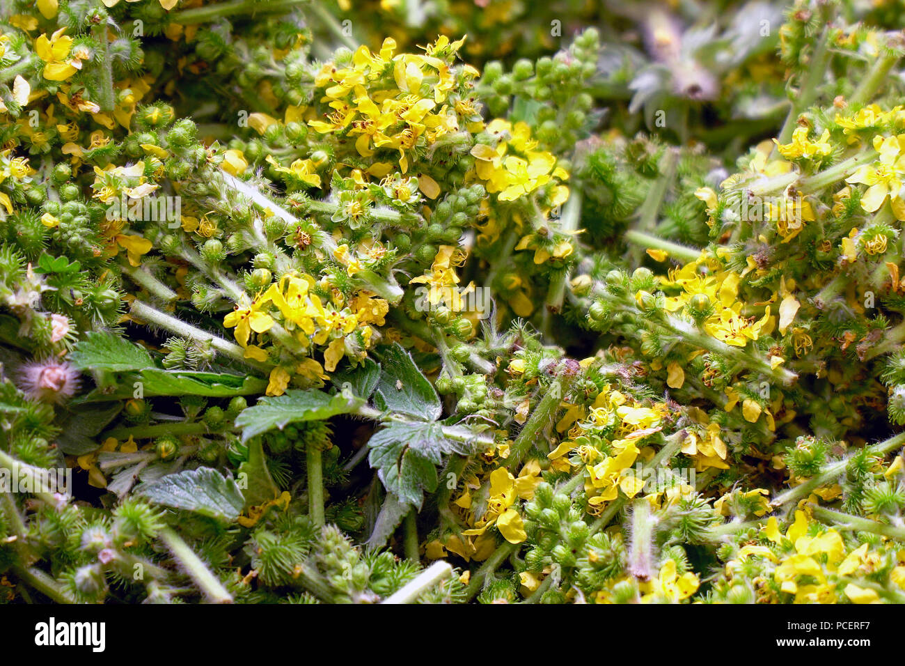 Agrimoniaeupatoria hires stock photography and images Alamy