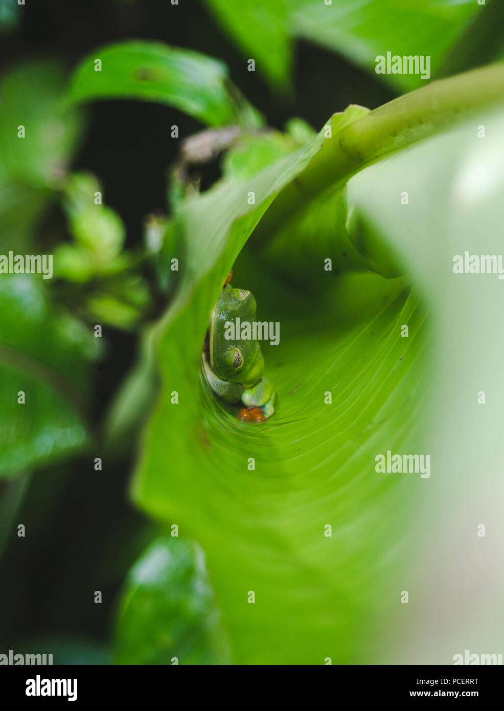 Bright green red eyed tree frog sleeping under a leaf in Costa Rica rainforest Stock Photo