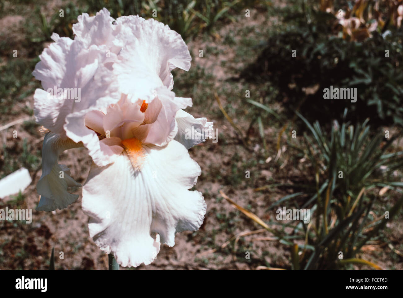 Iris germanica is the accepted name for a species of flowering plants in the family Iridaceae commonly known as the bearded iris or the German iris Stock Photo